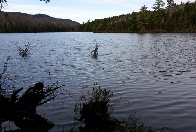 Take a walk around Black Pond!