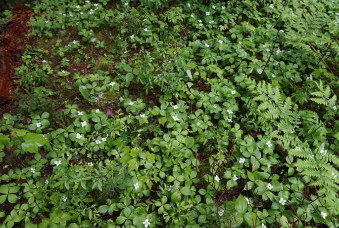 The white blooms of the bunchberry stood out in the dim light and the green of the leaves.