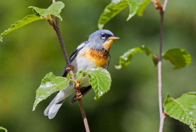 We heard Northern Parulas singing as we walked. Image courtesy of www.masterimages.org.