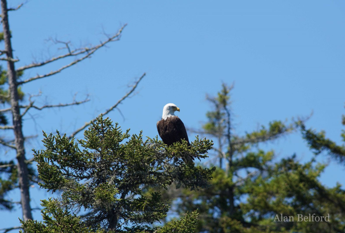 We watched a Bald Eagle on the opposite side of the river.