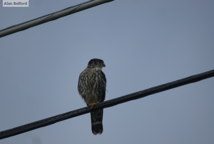 I spotted a Merlin not long after we set off.