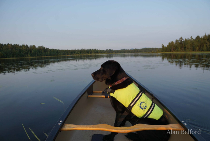 Wren watches the shoreline and scenery for whatever she can find - including coyotes.