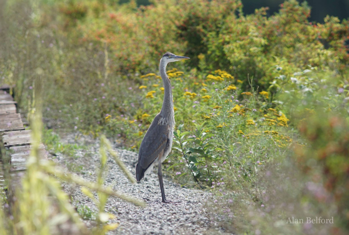 We found a couple Great Blue Herons in the marsh - this image was taken along the railroad tracks on Lake Colby in Saranac Lake.