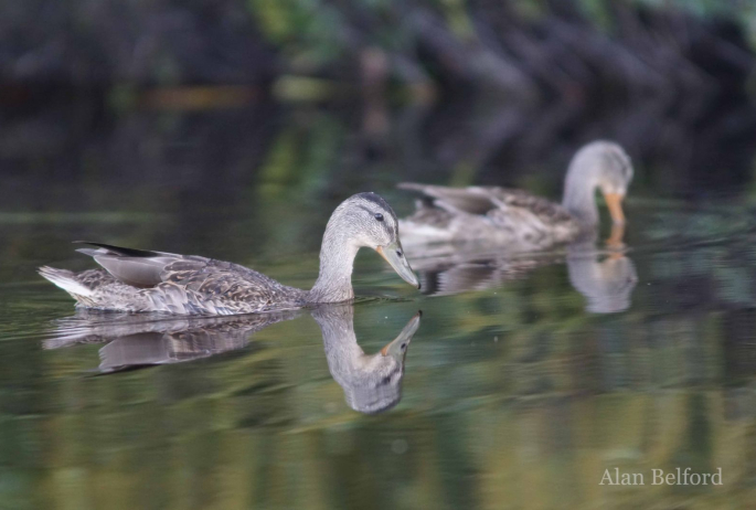 We came across a few groups of feeding Mallards.