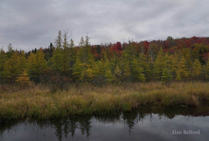 I love it when the tamaracks turn smoky gold.