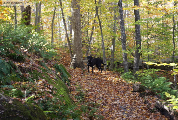 Wren pauses in the fall leaves during a hike we took on St. Regis a few years ago.