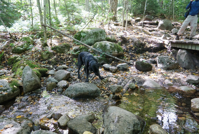 Wren finds a stick she wants to chew while we rest by the brook before the climb.