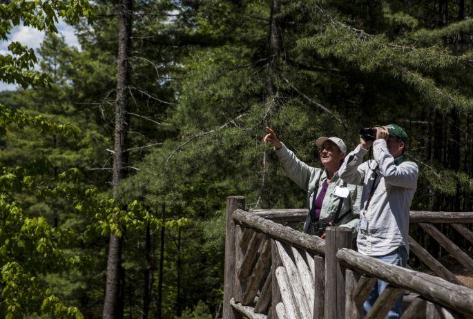 A man and woman look up at the trees with binoculars.