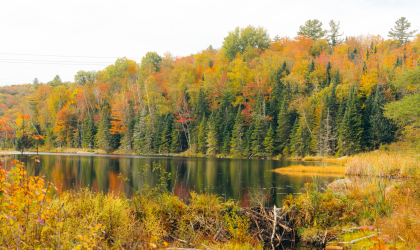 Bloomingdale Bog in the fall with the changing leaves