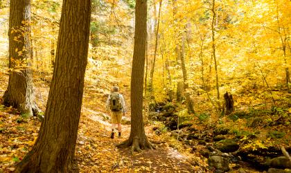 A hiker going through a golden-hued forest