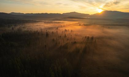 A foggy spruce meadow